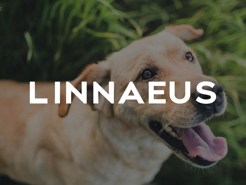 Helping the Linnaeus Group push their brand forward - Brand iQ blog post